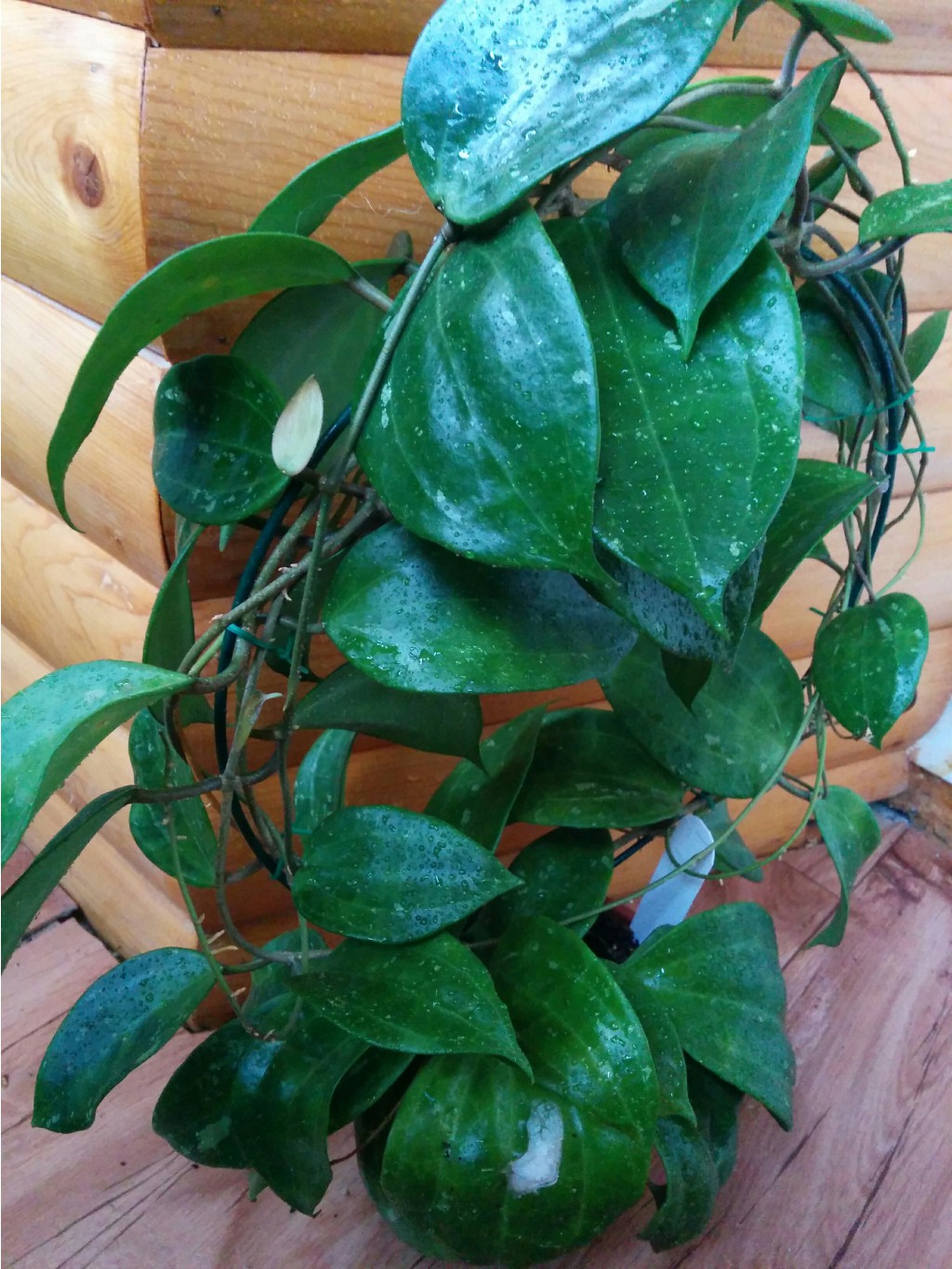 Hoya Macrophylla splash