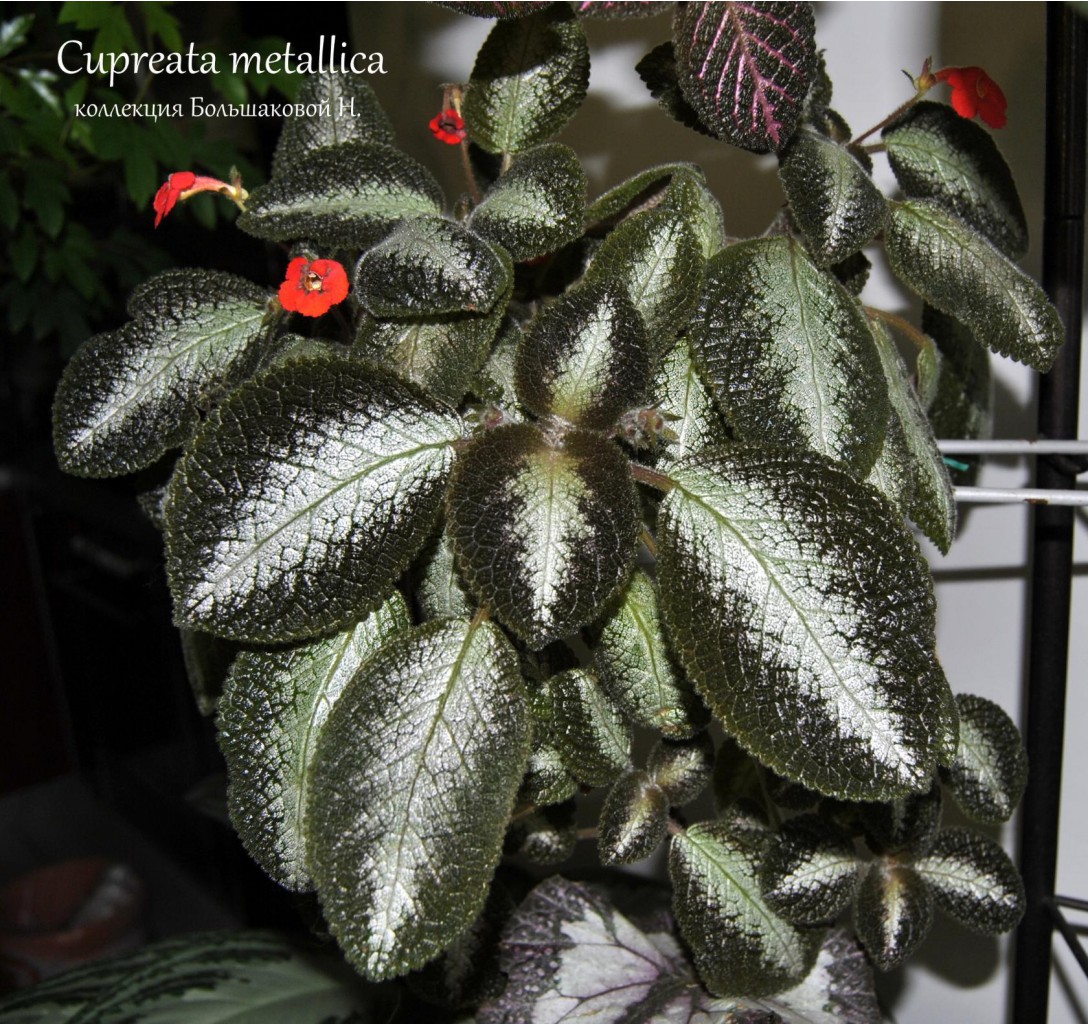 Cupreata Metallica