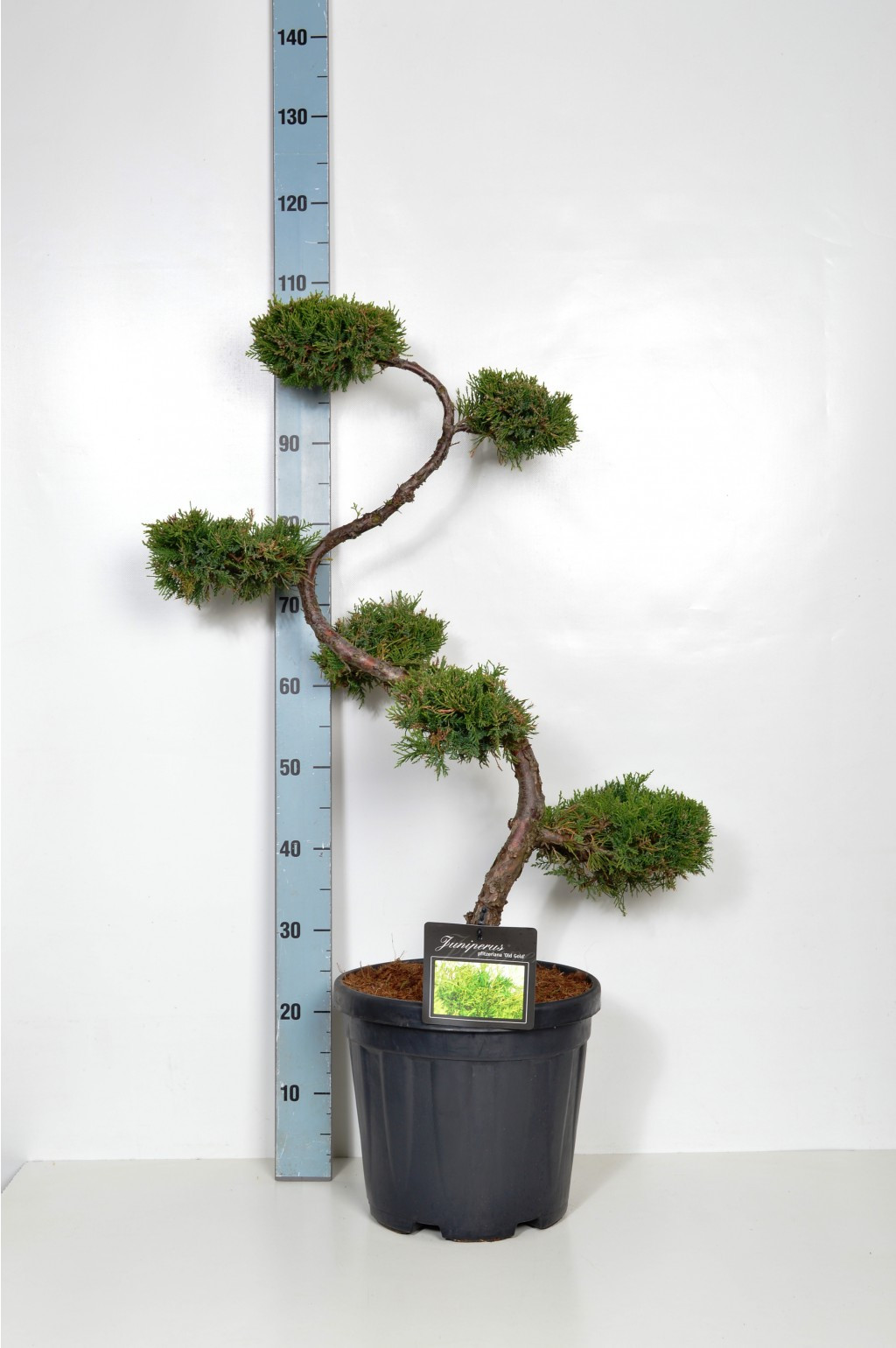 Juniperus pf. Old Gold  BONSAI 80 CM C20 S-forms-78,94