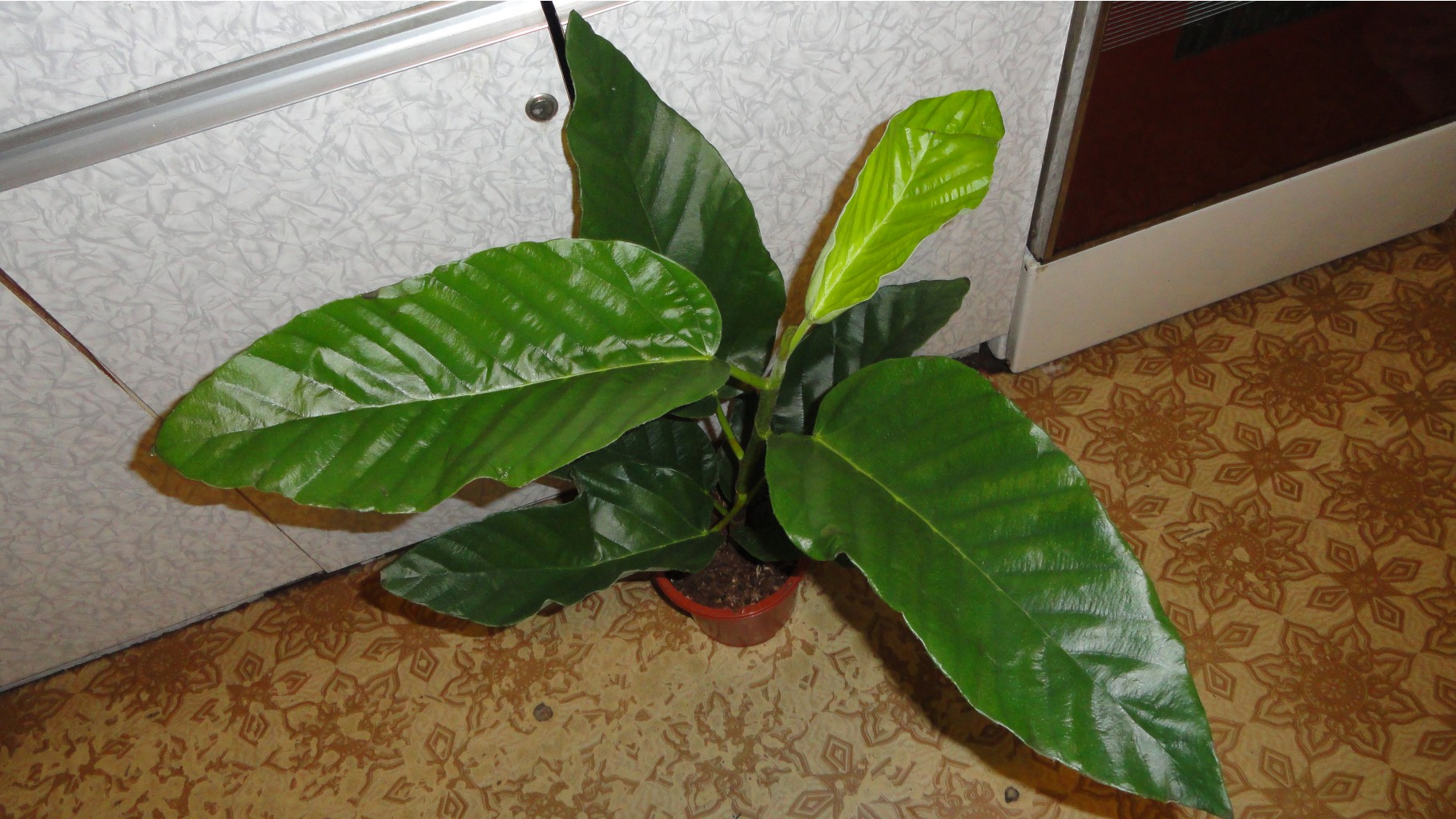    (Ficus bussei Floris) - 700- 750 .