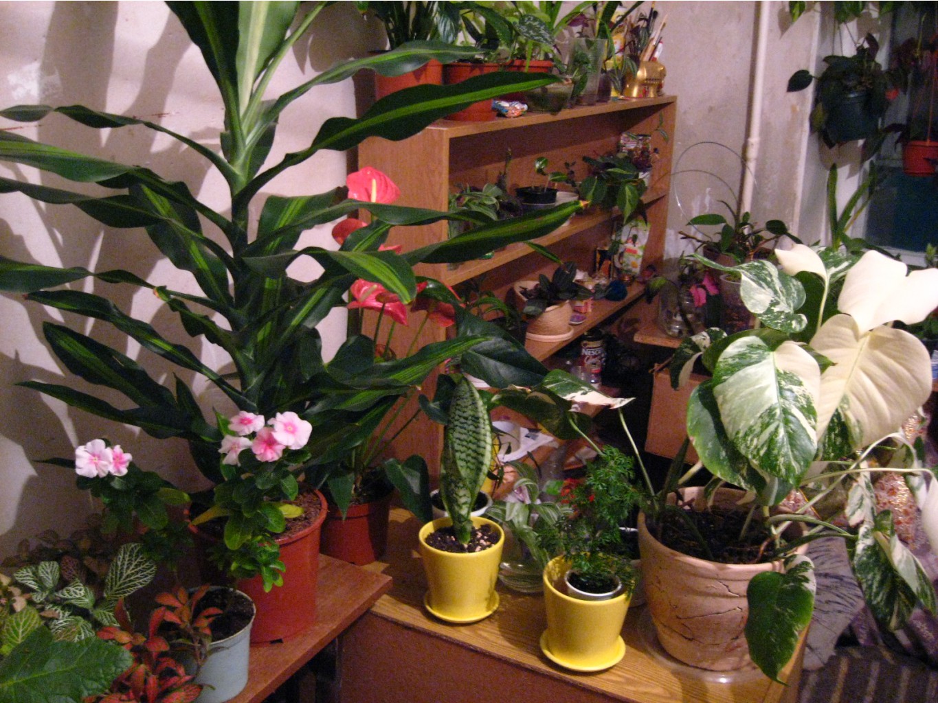 IMG 1667.JPG