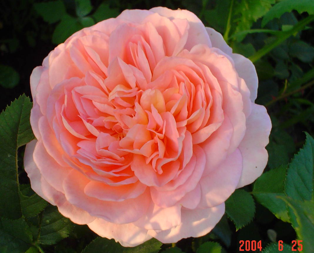 Abraham Darby   3,20 .jpg