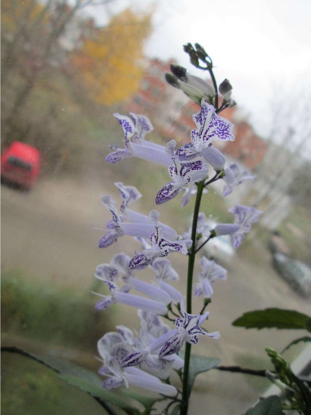 IMG 4684.JPG