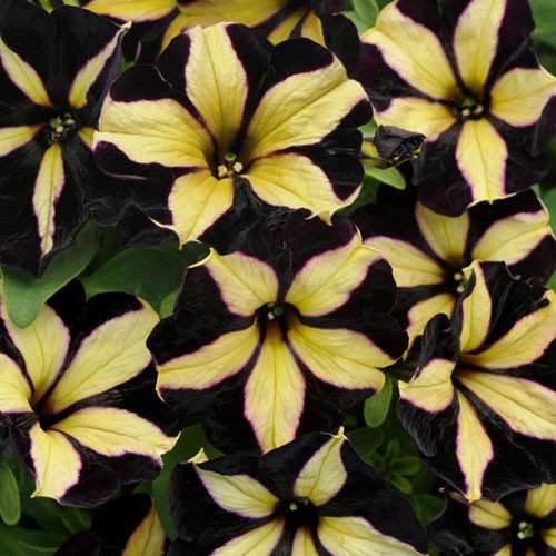  Chameletunia Black Yellow Striped.jpg