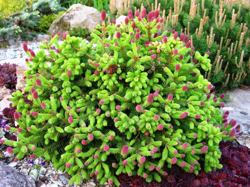 Picea abies Pusch 15-20-19,03  10