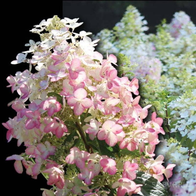 Pan. Angels Blush - 3,54