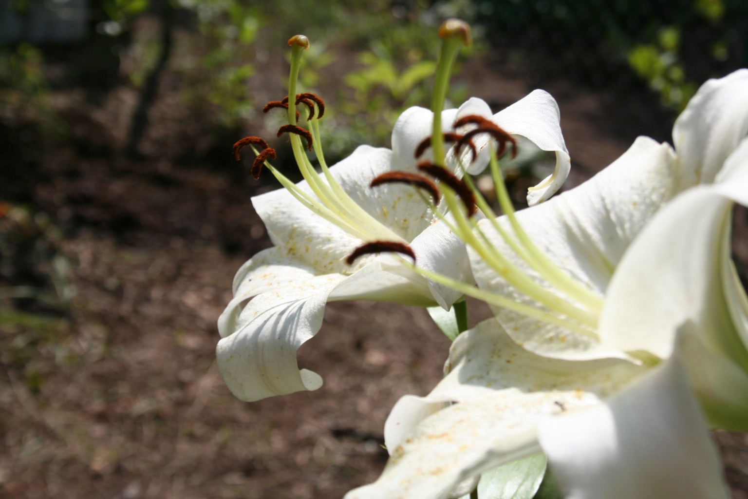  .. Lilium 'Pretty Women