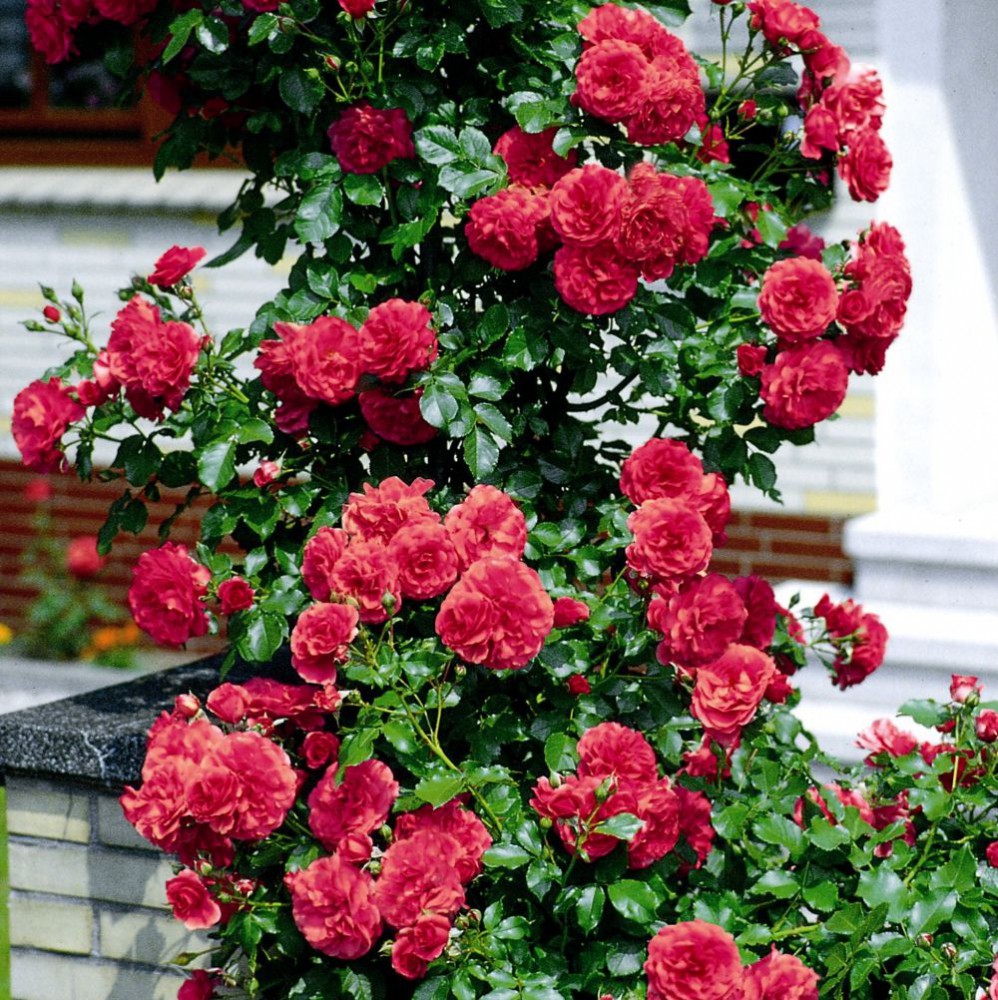 Rosarium Uetersen   3,20 .jpg