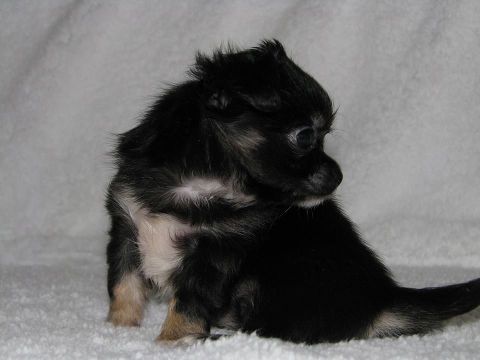 15317727 1223097631089991 2946772788459534910 n.jpg