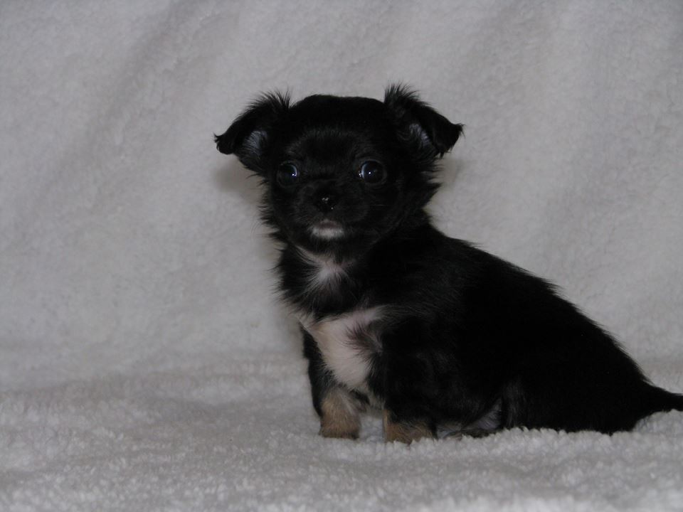 15327365 1223097754423312 4767005002600562461 n.jpg