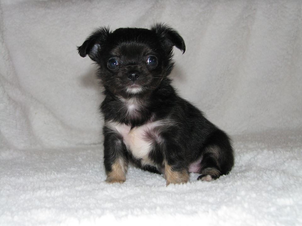 15219556 1223097674423320 3107819995093542365 n.jpg