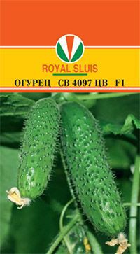 ОГУРЕЦ СВ 4097 ЦВ F1 42,00+%