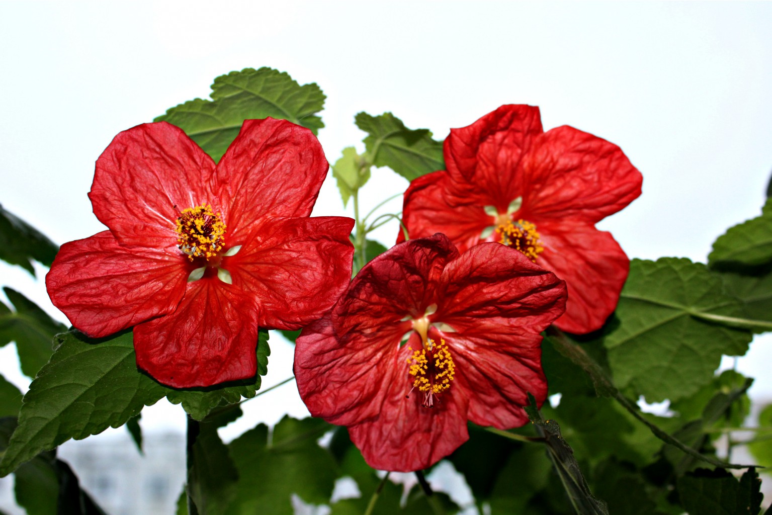 Абутилон Bella Red