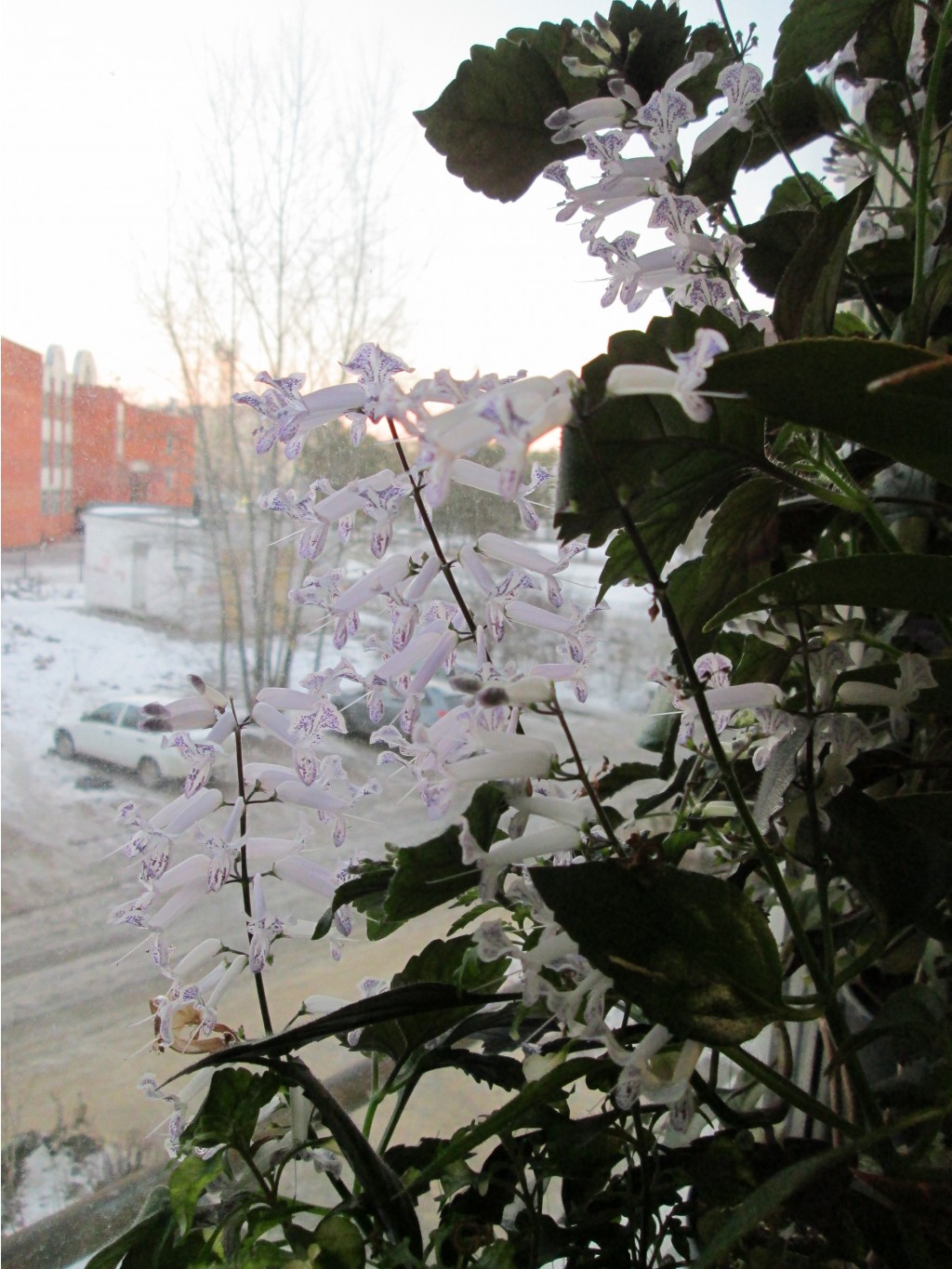 IMG 4720.JPG