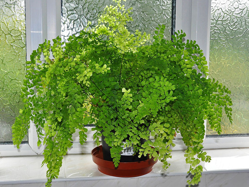   ADIANTUM FRAGRANS -