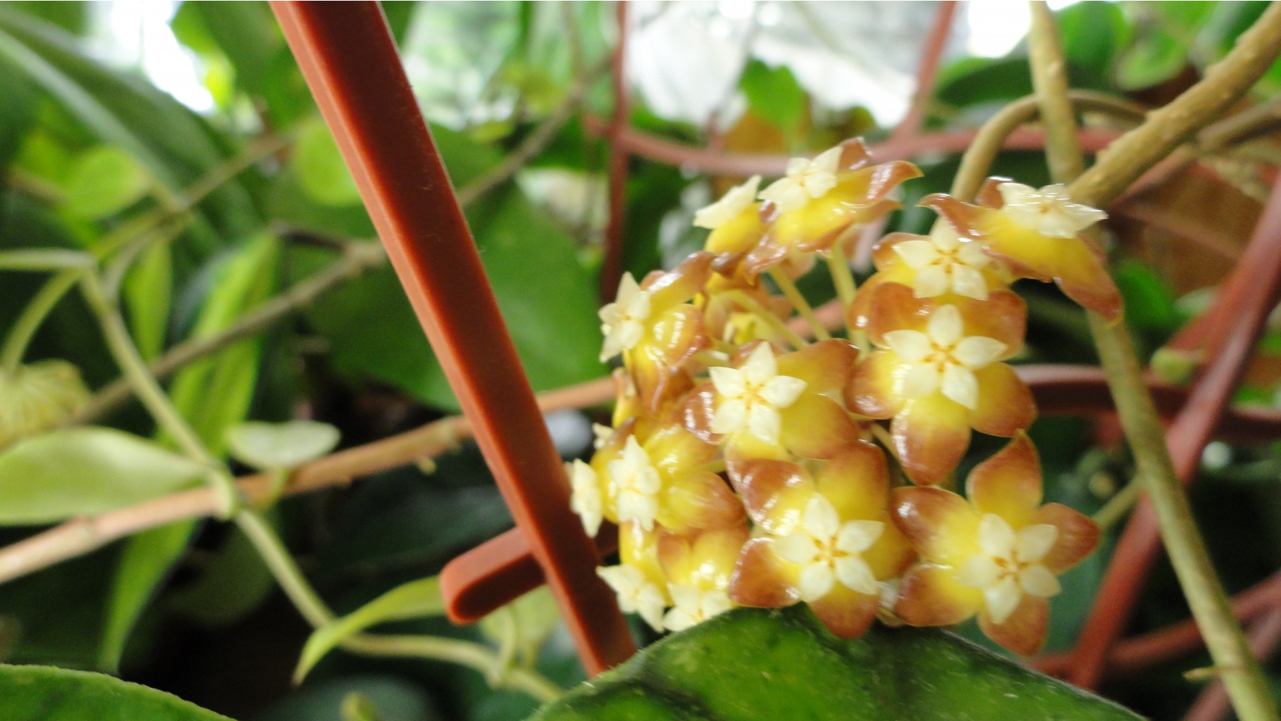 Hoya callistophylla-  ....