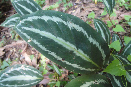 Calathea picturata 'Vandenheckei'