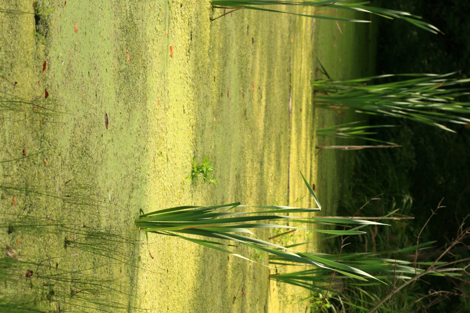 IMG 7855.JPG