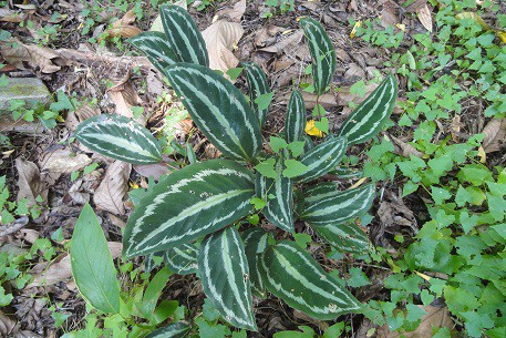 Calathea picturata 'Vandenheckei' -  350 .