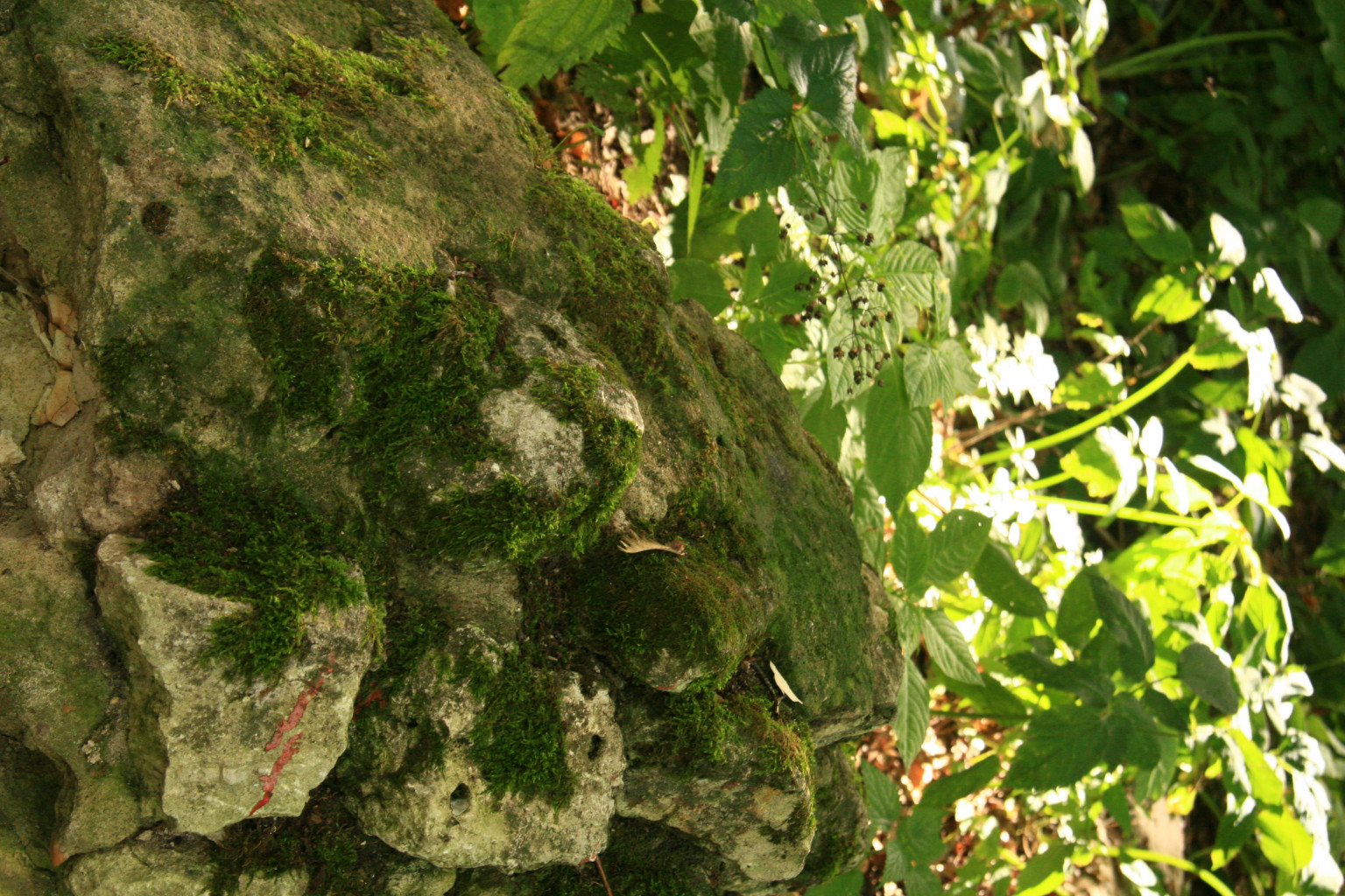 IMG 7893.JPG