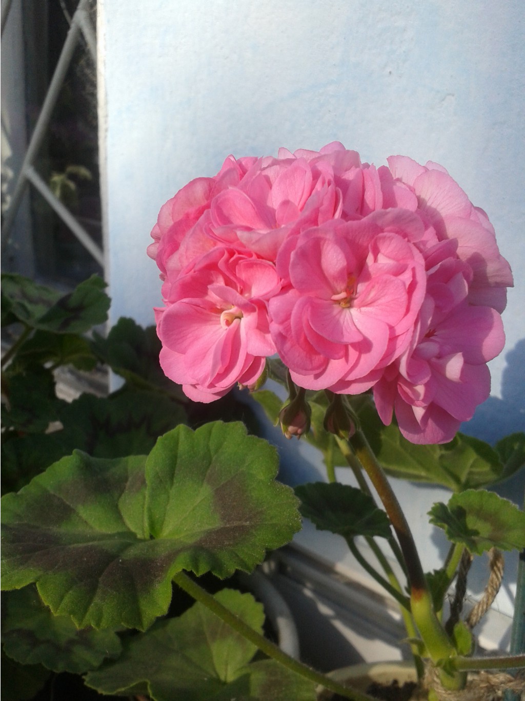 Saxdalens Selma