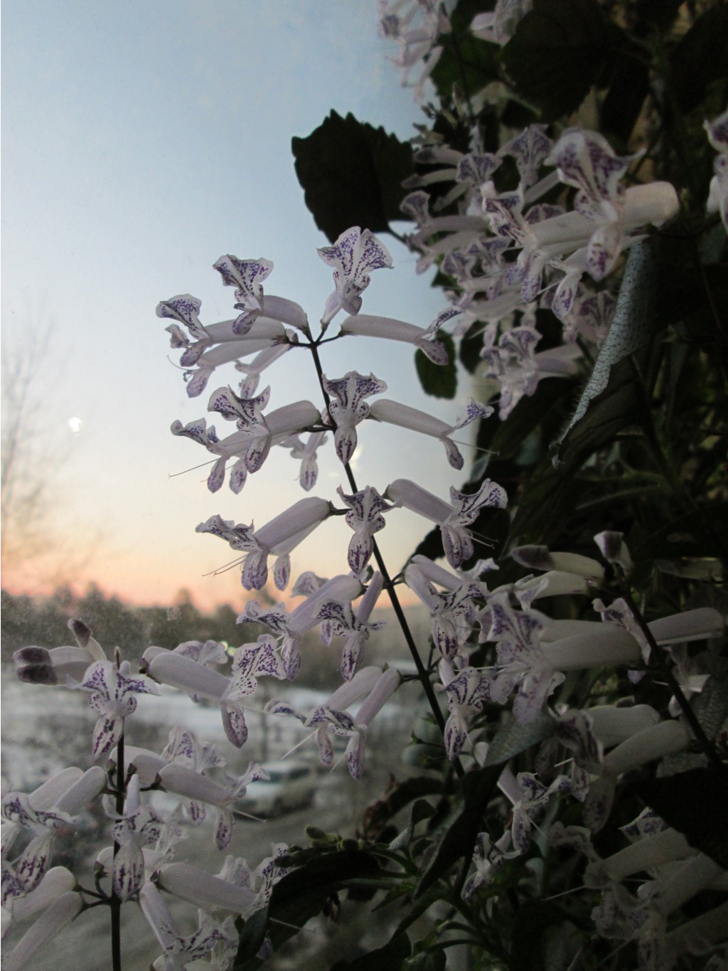 IMG 4725.JPG