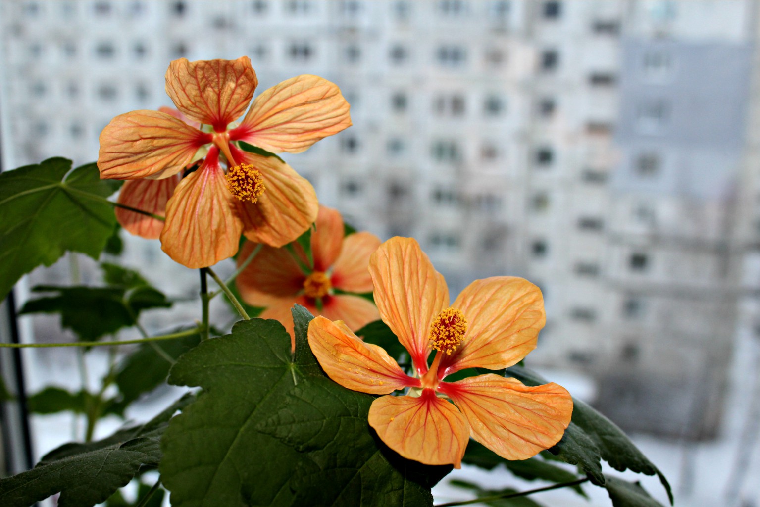 Абутилон Apricot shades