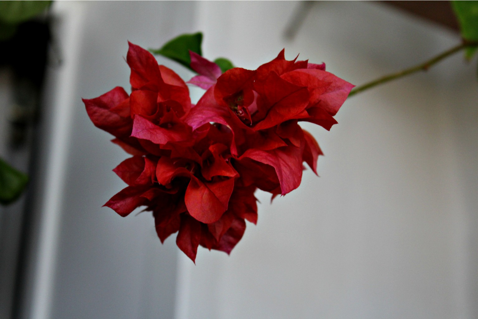 Бугенвиллея Double Red