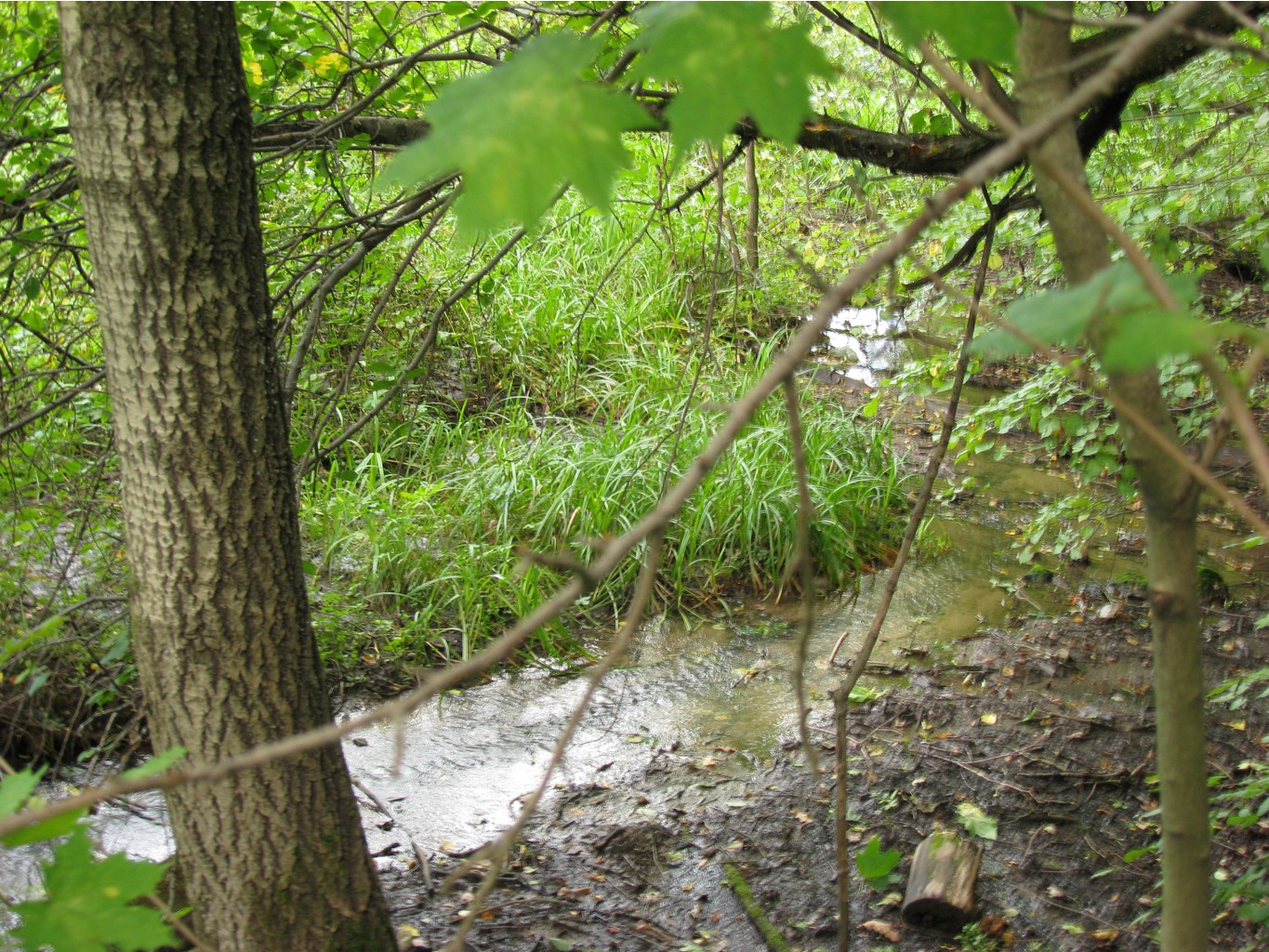 IMG 1634.JPG
