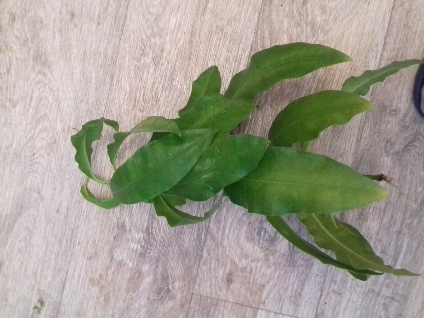 H.Imperialis Red