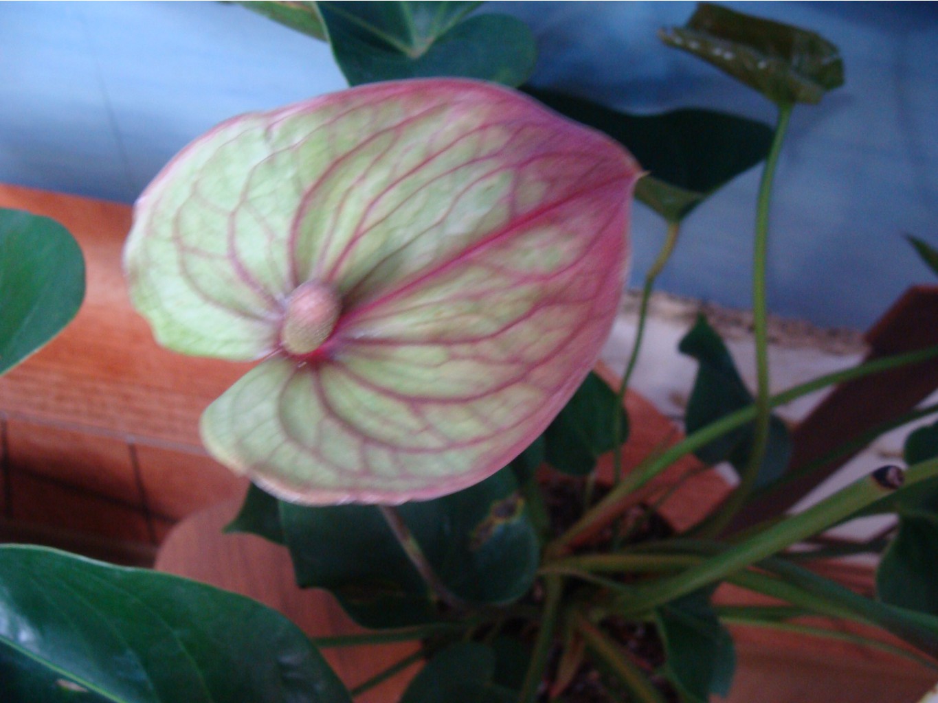 Anthurium Mozaiek Fantasy, .