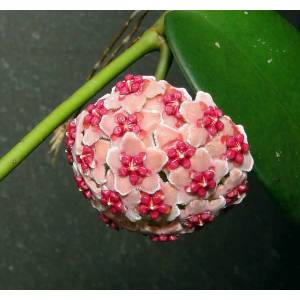 Hoya diversifolia, ,   .