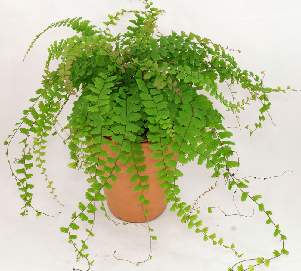   ( Adiantum caudatum)