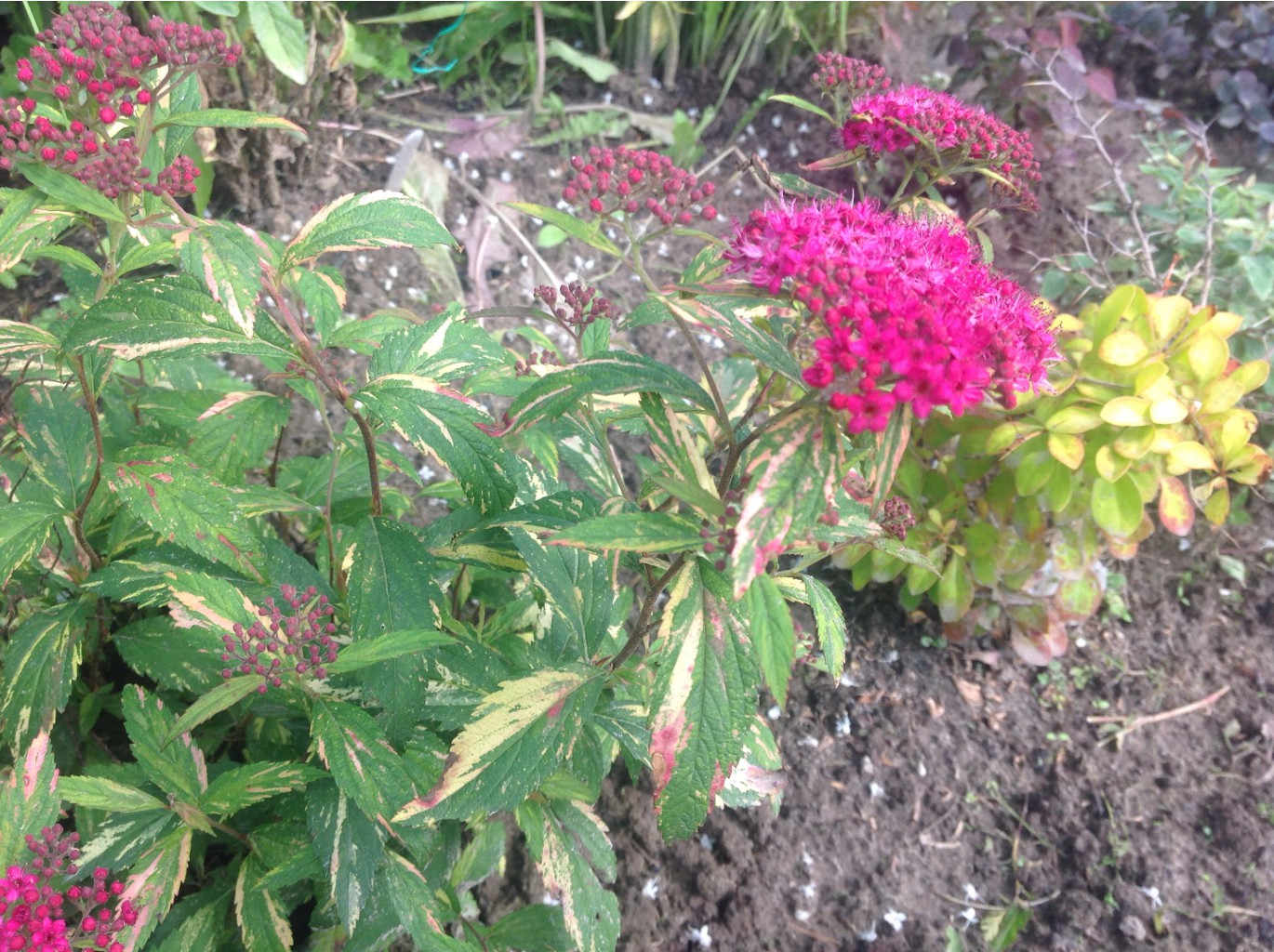   Painted Lady Minspi