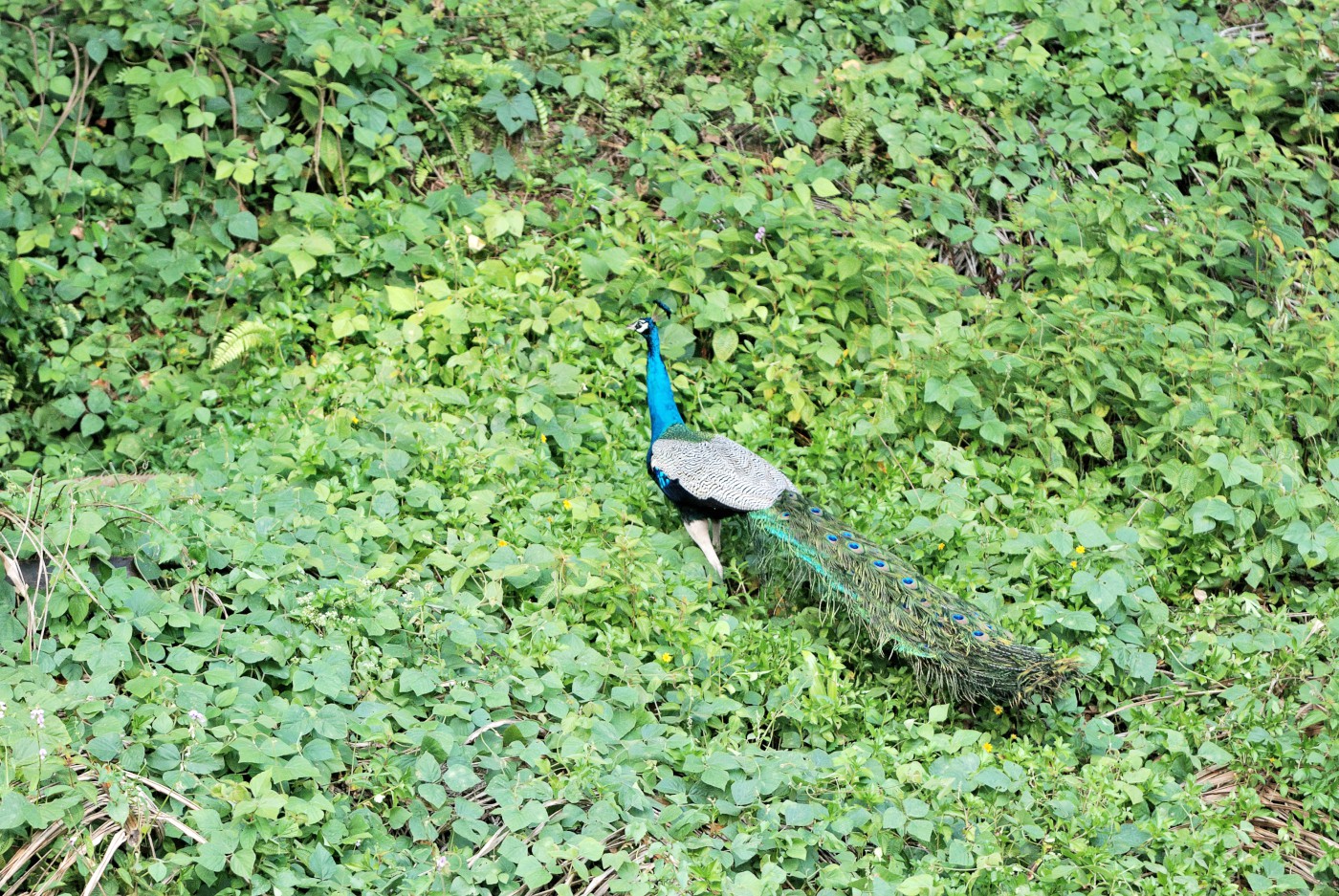 DSC 4504 792.JPG
