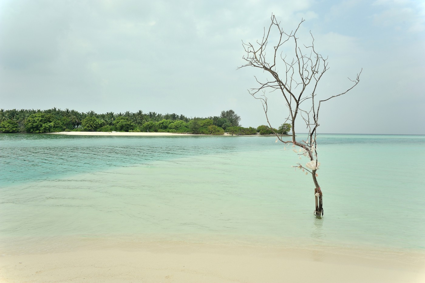 DSC 2433 480.JPG