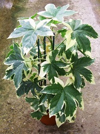   (Fatshedera variegata) -  450  - 550 .