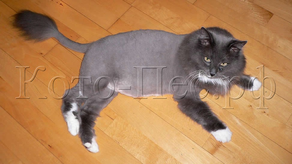 Cat-grooming-lion-cut.jpg