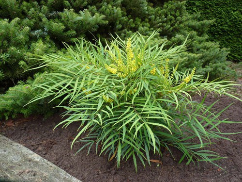   (Mahonia eurybracteata) 'Soft Caress