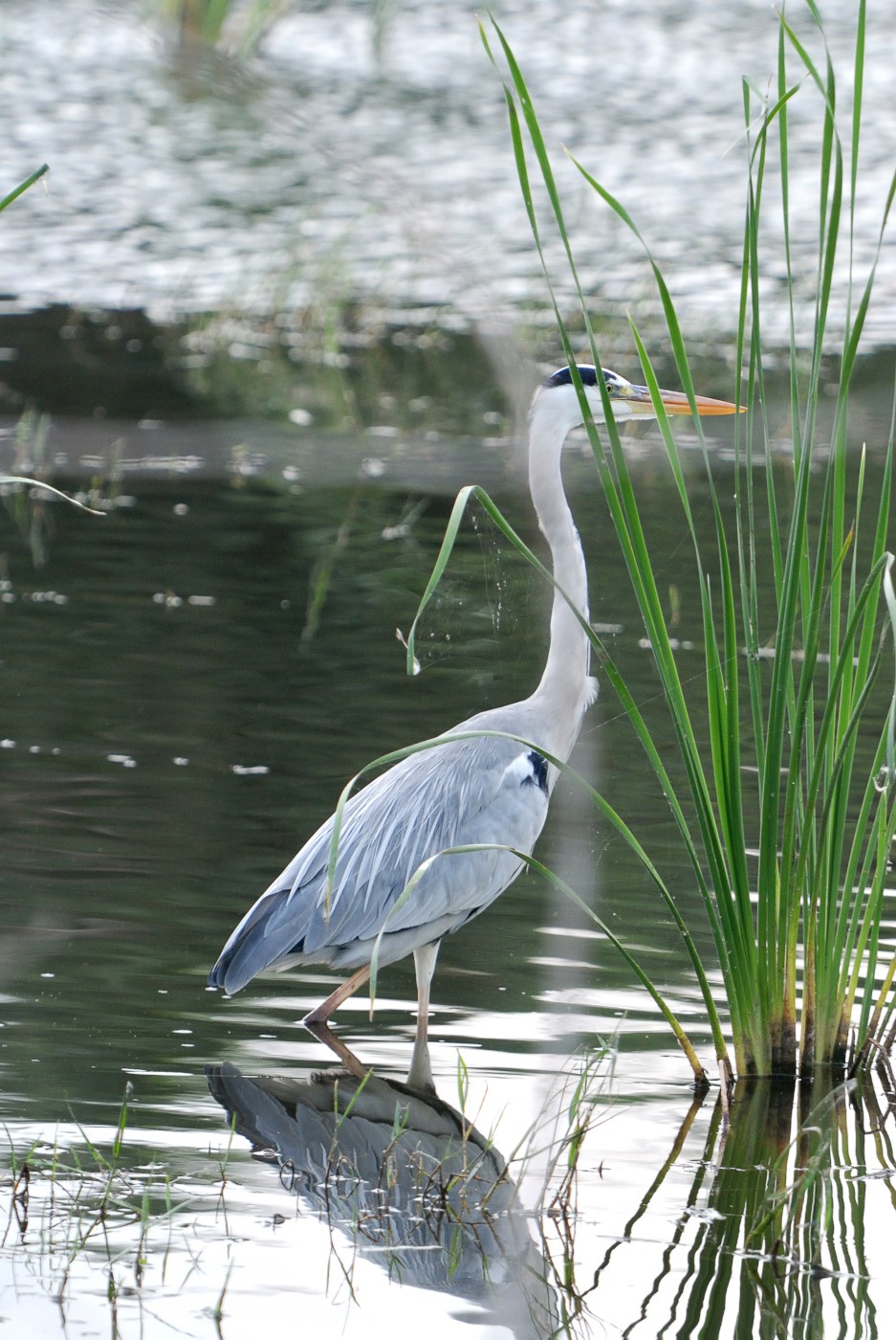 DSC 4824 105.JPG