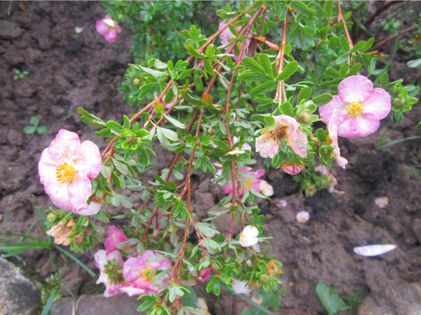 IMG 4638.JPG