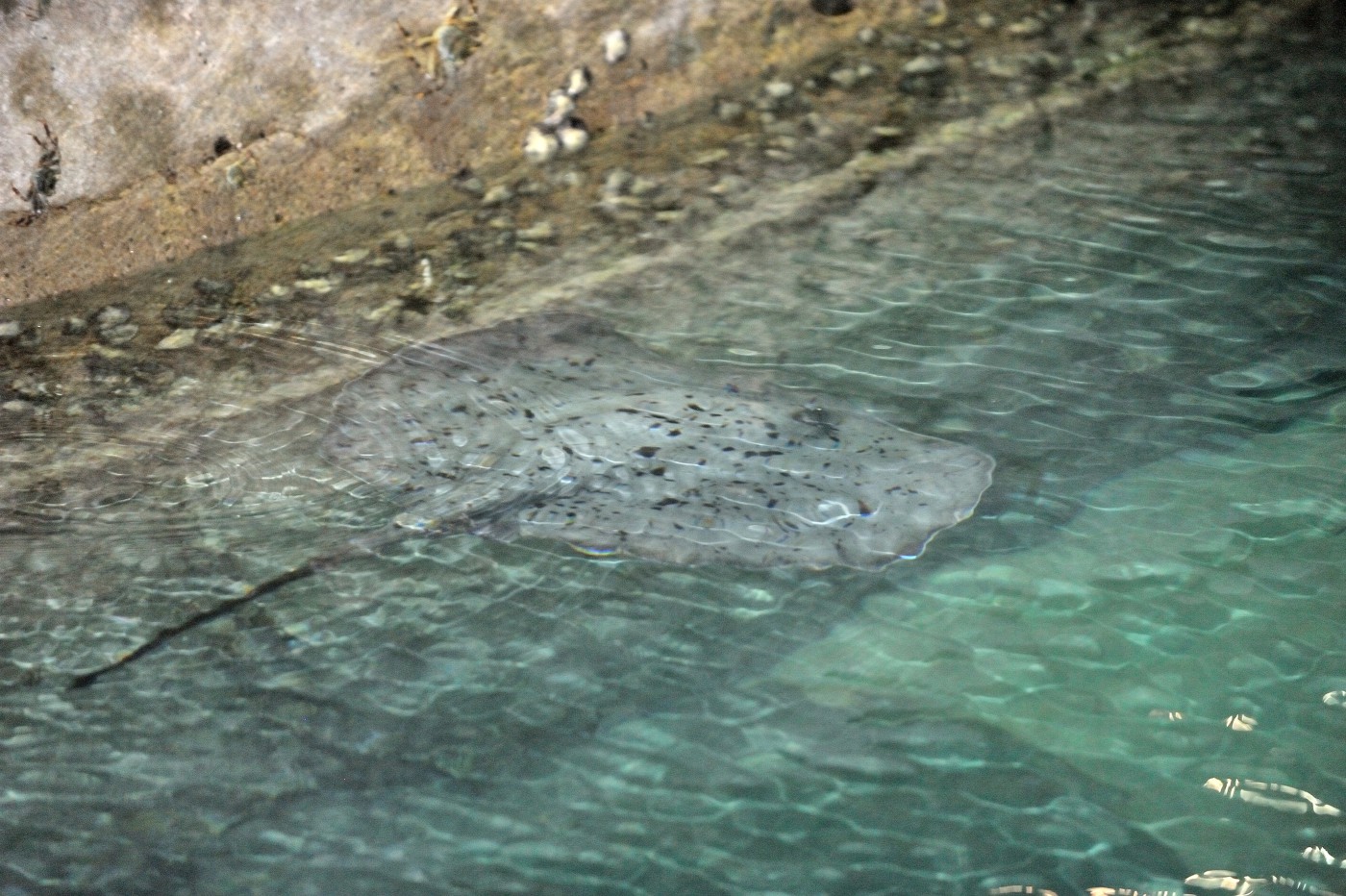 DSC 2381 643.JPG