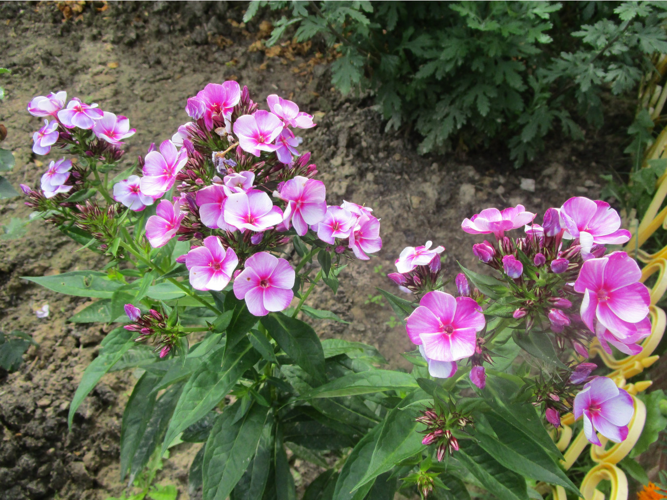 IMG 4370.JPG