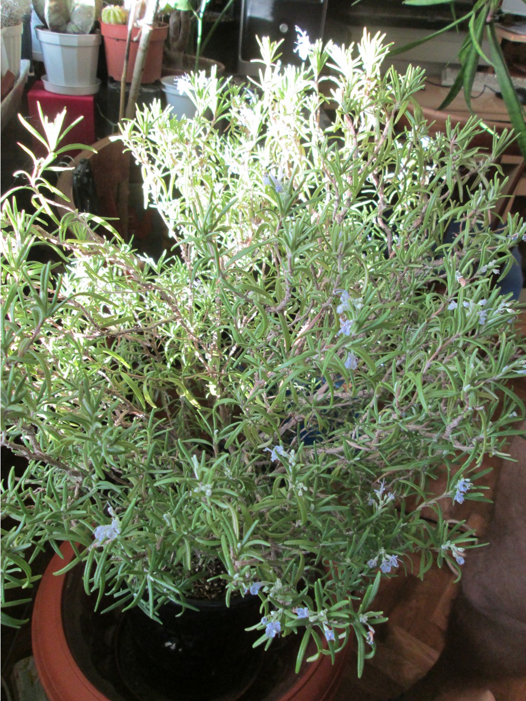 IMG 4757.JPG