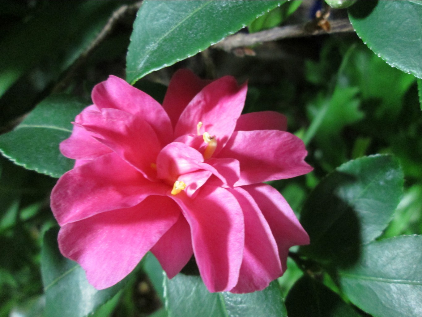 IMG 4740.JPG