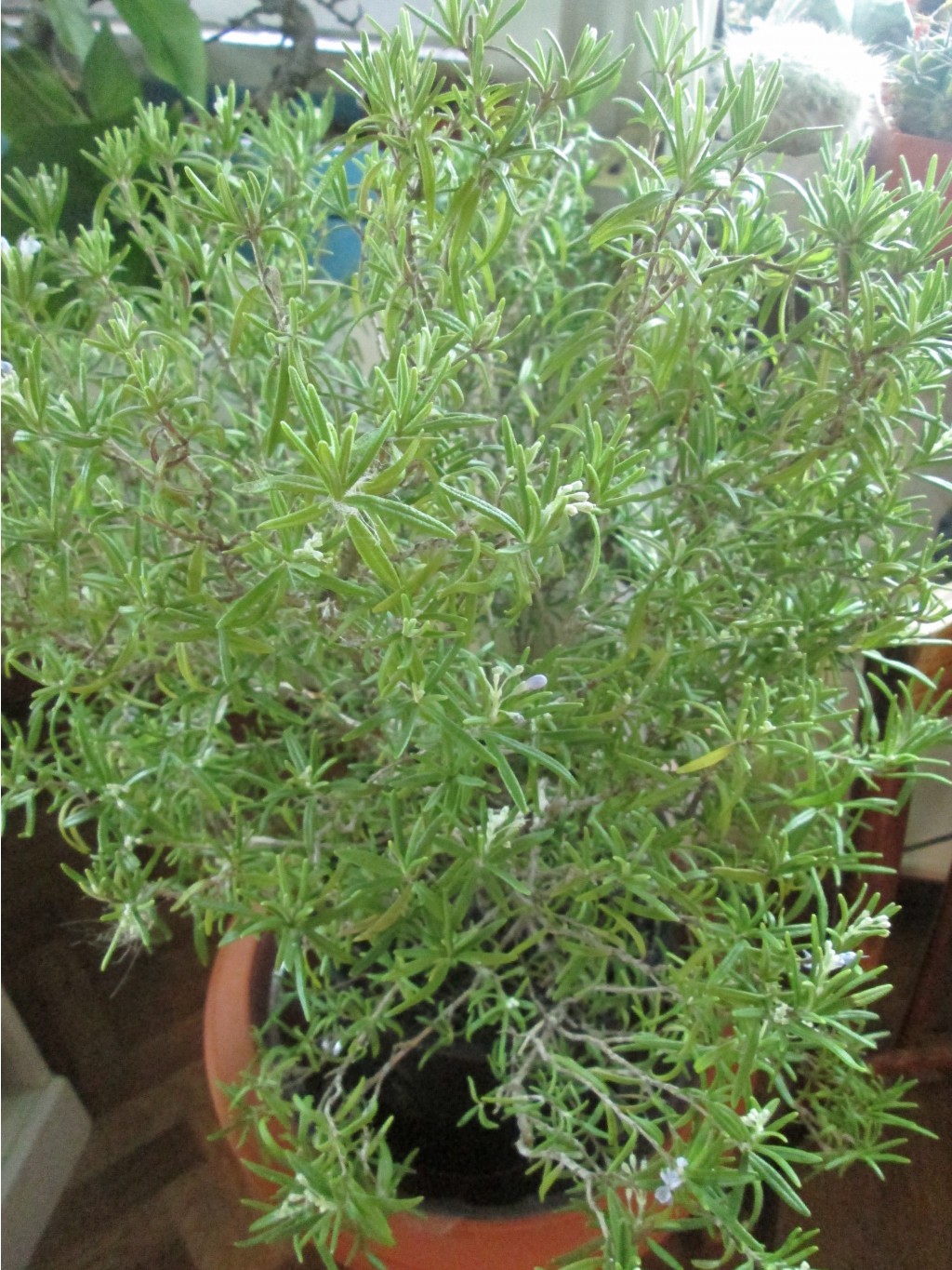 IMG 4748.JPG