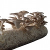 Thumb Oyster Mushroom Spawn.jpg