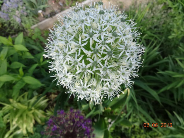 DSC02356.JPG