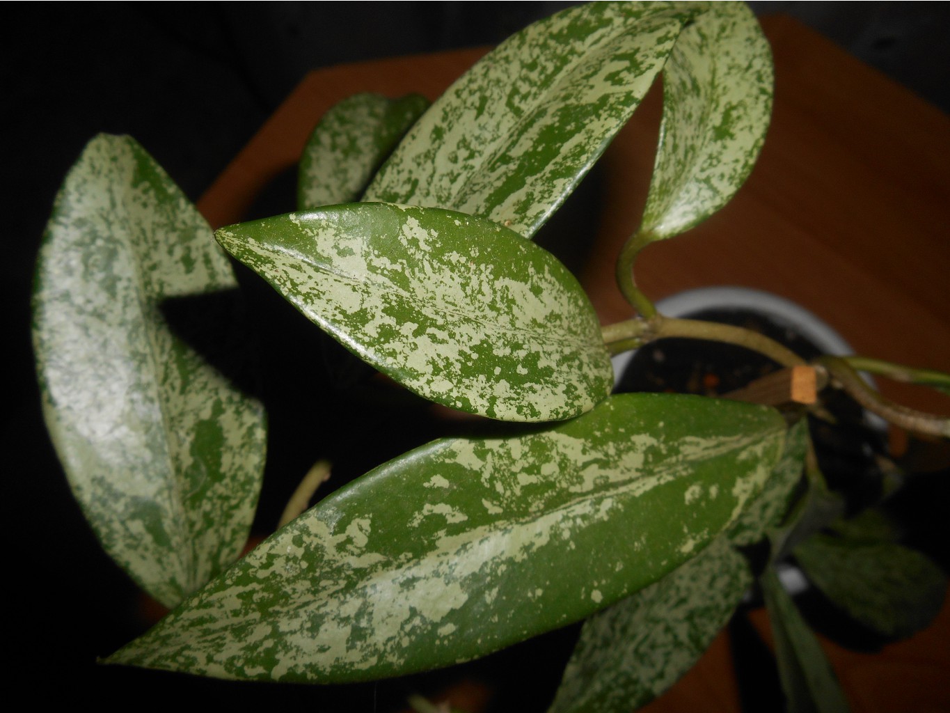 Hoya pubicalyx (splash)