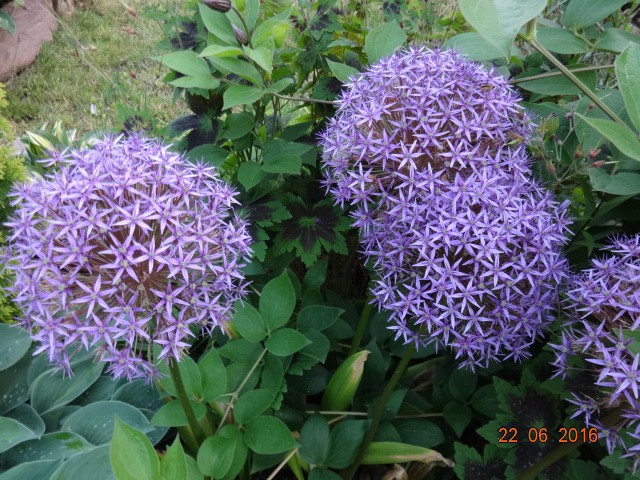 DSC02486.JPG